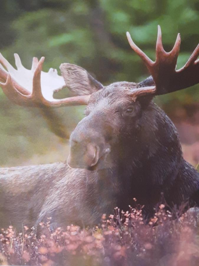 Aelghuset Silverdalen المظهر الخارجي الصورة